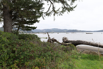 Driftwood in Siletz Bay