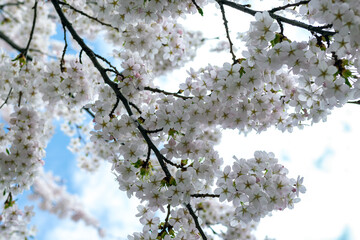 White flowers bloom on tree branches against a clear blue sky