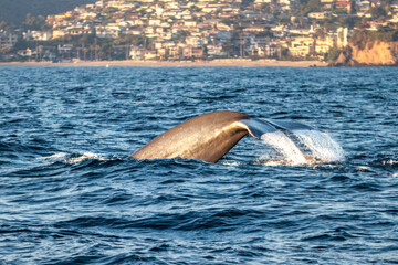 Whale dives in the Pacific ocean, late afternoon, near Los Angeles, California. - 783410864