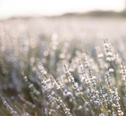 Sunset over a white lavender field in Provence, France. - 783411821