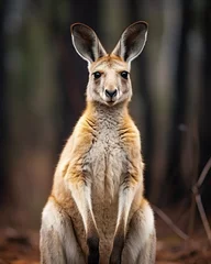 Fotobehang Portrait of a red kangaroo (Macropus rufus) © Obsidian