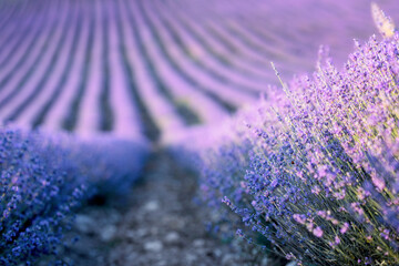Lavender field at sunset. Rows of blooming lavende to the horizon. Provence region of France.