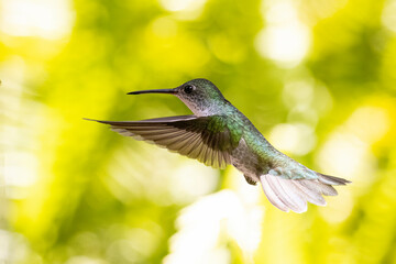 beautiful green and white hummingbird iperched on attractive branch. Elliotomyia viridicauda