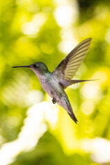 Fototapeta premium beautiful green and white hummingbird in flight against a dapples bokeh background. Elliotomyia viridicauda