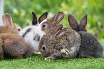 Cuddly furry rabbit bunny clean body sitting together with family on green grass natural background. Baby fluffy rabbit black, brown bunny family playful on field. Easter newborn bunny family concept.