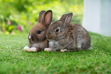 Cuddly furry rabbit bunny sitting and playful together on green grass over natural background. Lovely little bunny brown grey rabbit cleaning body with family on grass. Easter newborn mammal pet famil