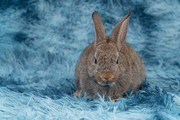 Lovely healthy baby rabbit ear bunny sitting playful on blue background. Little tiny furry brown infant bunny bright eyes rabbit watching something on carpet blue background. Easter animal pet.