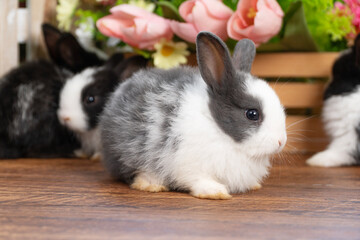Obraz premium Lovely rabbit ears bunny cleaning leg paw on green grass with flowers over spring time nature background. Little baby rabbit white grey bunny curiosity clean paw sitting on meadow summer background.