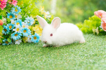 Curiosity lovely baby rabbit bunny sitting on green grass over flowers background. Adorable white rabbit furry bunny sitting playful on green grass with flowers on spring time background.Easter animal