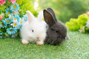 Two adorable fluffy baby bunny rabbit sitting playful together on green grass flowers over bokeh...