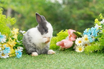Lovely rabbit ears bunny standing leg paw on green grass with flowers over spring time nature...