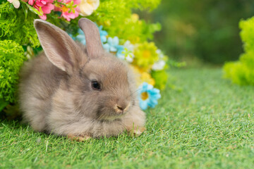 Lovely rabbit ears bunny sitting playful on green grass with flowers over spring time nature background. Little baby rabbit brown bunny curiosity standing playful on meadow summer background. Easter
