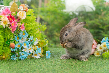 Lovely rabbit ears bunny standing leg paw on green grass with flowers over spring time nature background. Little baby rabbit brown bunny curiosity clean paw standing on meadow summer background.Easter
