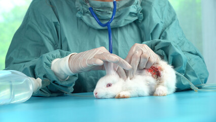 Veterinarian wear gloves carry saline bottle care sick rabbit wound skin bunny on green table at...