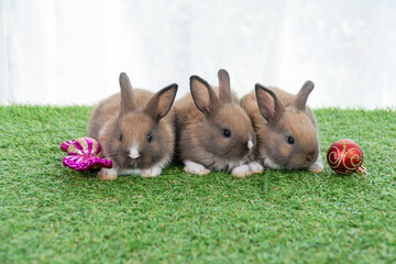 Lovely healthy rabbits bunny playful ornament ball sitting together on green grass white background. Three tiny baby rabbits brown white bunny sitting relax wing decorative all christmas. Easter pet