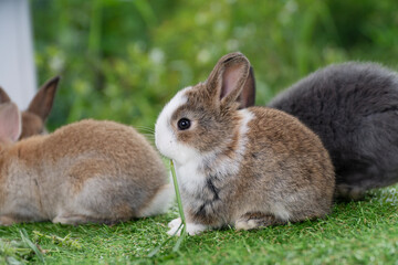Adorable baby rabbit bunny eating fresh timothy grass sitting on green grass over bokeh nature background. Infant rabbit brown white hare eat fresh grass on lawn on green. Easter bunny animal concept.