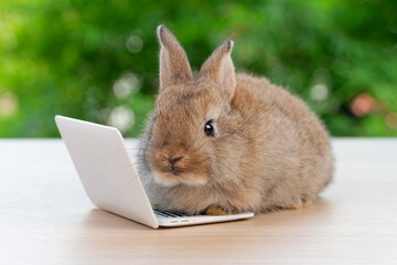 Infant tiny rabbit furry bunny learning with small laptop online sitting on bokeh green background. Lovely baby rabbit sitting playful laptop on wooden natural background. Easter fluffy pet technology