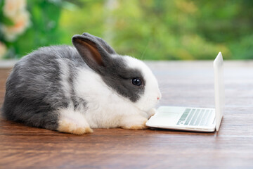 Tiny cuddly rabbit bunny with small laptop sitting on wooden green background. Lovely white black...