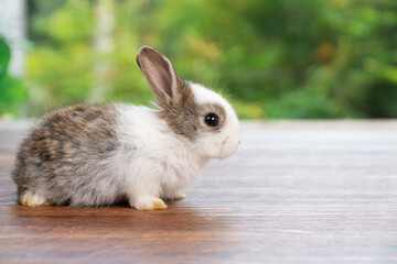 Lovely baby rabbit furry bunny looking something sitting alone on wooden over blurred green nature...