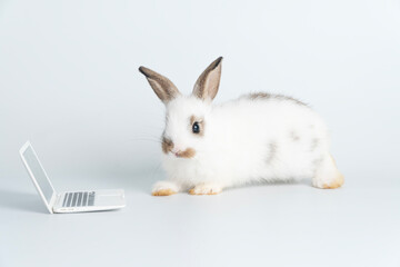 Adorable baby rabbit furry bunny looking at laptop learn something sitting over isolated white background. Little ears bunny white brown rabbit learning laptop. Easter animal education technology.