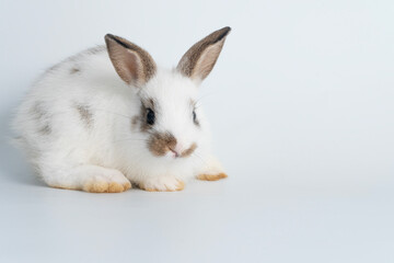 Adorable newborn baby rabbit bunnies looking at camera while sitting over isolated white...