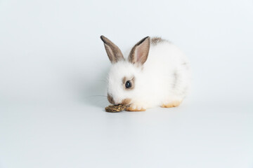 Furry baby bunny feeding carrot cookie on isolated background. Adorable tiny rabbit white and brown bunny hungry eating cookie carrot while sitting over white background. Easter animal bunny and food.