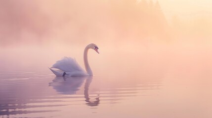 Majestic White Swan on Tranquil Sunrise Lake with Mist