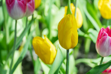 Beautiful yellow tulip flower with green leaves sunny springtime nature garden background. Variety...