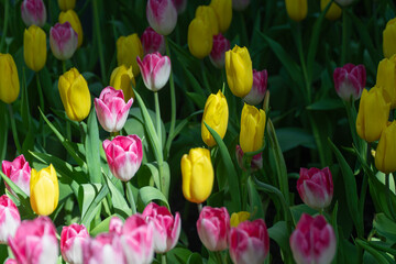 Beautiful yellow tulip flower with green leaves sunny springtime nature garden background. Variety colorful blossom bright fresh tulips plant green leaf growth blooming relax floral festival in park.