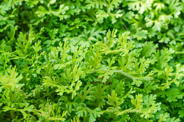 Templates bright fresh green leafs pattern over nature background. Colorful freshness greenery tiny leafs top view creative idea spring season background texture beautiful wall space natural.  Pattern