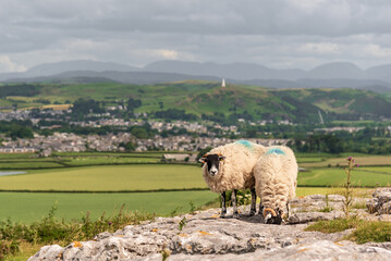 Two sheep happily grazing with a view across the town of Ulverston and the Hoad Monument in the...