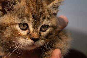 Cute Portrait of an Adorable Rare Torbie Coat Colour Kitten Cat Being Held