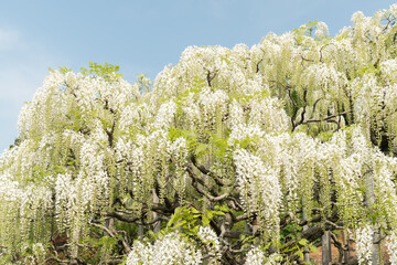 White wisteria plant in full bloom