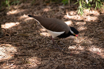 the lapwing has a black cap and broad white eye-stripe, with a yellow eye-ring and bill and a small red wattle over the bill. The legs are pinkish-grey.