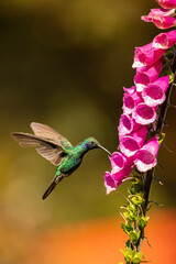 Beautiful Green Violet-ear in flight feeding on flowers. 