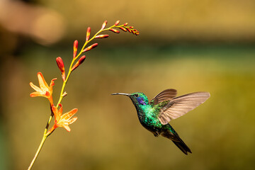 Beautiful Green Violet-ear in flight feeding on flowers. 