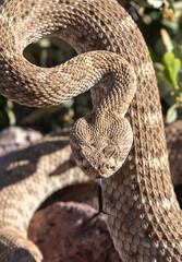 Rattlesnake in Strike Position