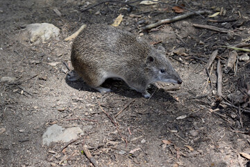 the Southern brown Bandicoots are about the size of a rabbit, and have a pointy snout, humped back,...