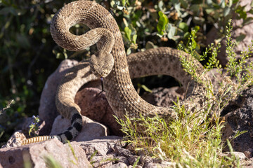 Rattlesnake in Strike Position