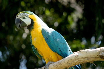 the blue and gold Macaw has back and upper tail feathers of the blue and gold macaw are brilliant blue; the underside of the tail is olive yellow.