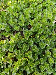 Phedimus spurius, the Caucasian stonecrop or two row stonecrop,is a species of flowering plant in the family Crassulaceae. It is still widely listed in the literature as Sedum spurium.
