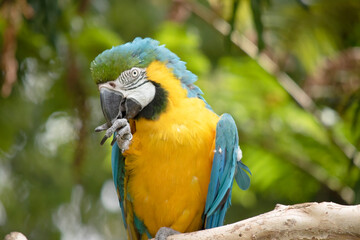 the Back and upper tail feathers of the blue and gold macaw are brilliant blue; 