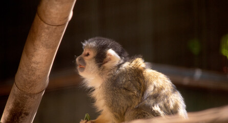 The Bolivian Squirrel Monkey has a small, cream face with a black nose and muzzle. It also has a slim tail that is much longer than its body