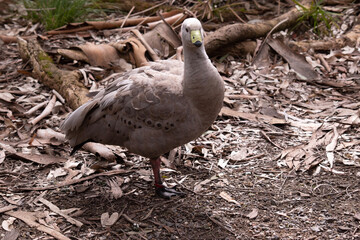 The Cape Barren Goose is a very large, pale grey goose with a relatively small head. It has rows of large dark spots in lines across the shoulders and wings.