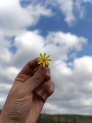 a hand holding a yellow flower with the word dandelion on it.