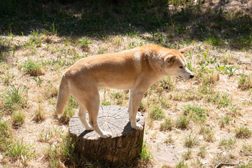 Dingos are Australiaâ€™s wild dog. They have a long muzzle, erect ears and strong claws. They...