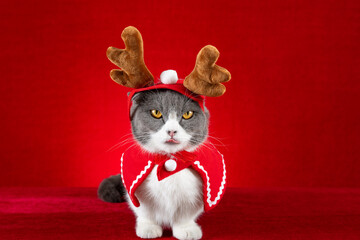 a cute british shorthair cat with Christmas reindeer dresses