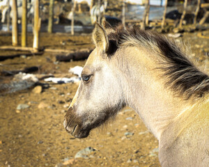 Fototapeta premium Light colored foal with light blue eyes in a corral