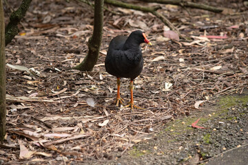 the dusky moorhen is a water bird which has all black feathers with an orange and yellow frontal shield