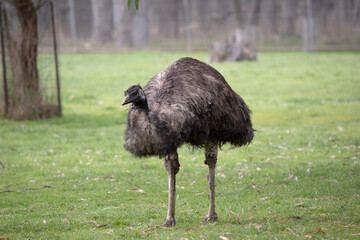 Emus are covered in primitive feathers that are dusky brown to grey-brown with black tips. The...